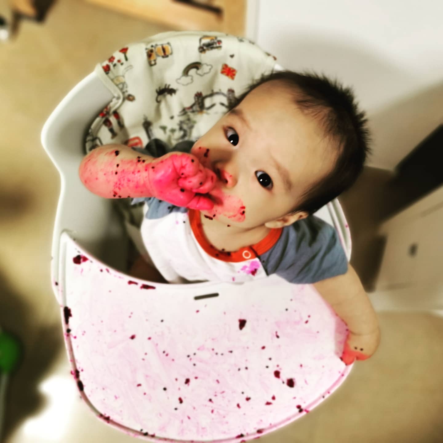 A photo of Coaca Bean eating a dragonfruit.