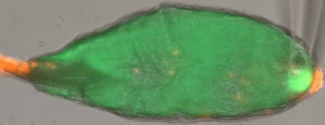 The calcium rise in fruit fly egg induced by microneedle