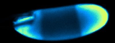 The calcium wave during fruit fly egg activation